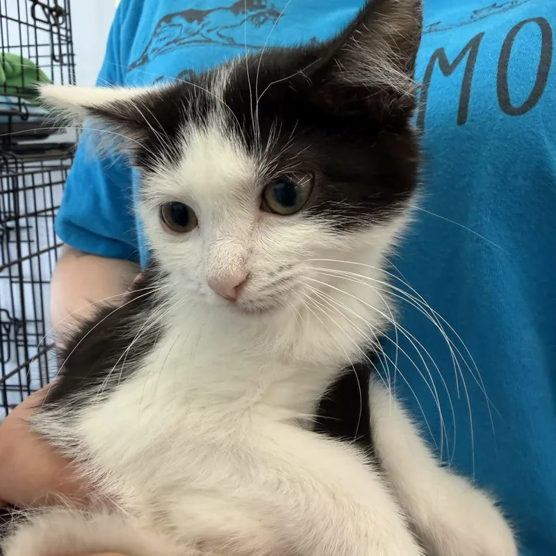 Dumpling thumbnail 2