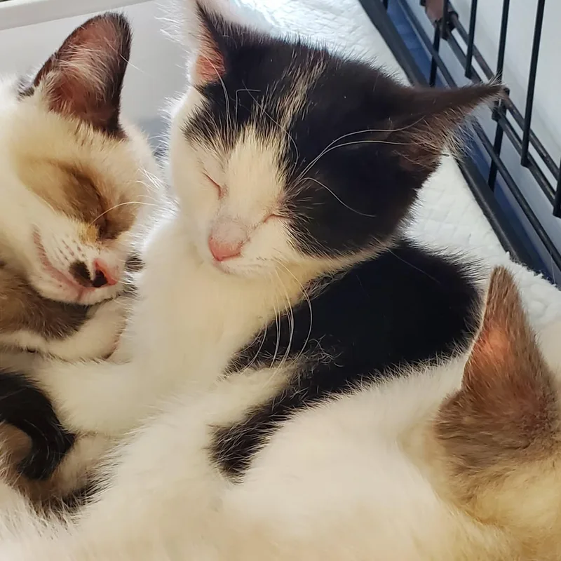 Dumpling thumbnail 3