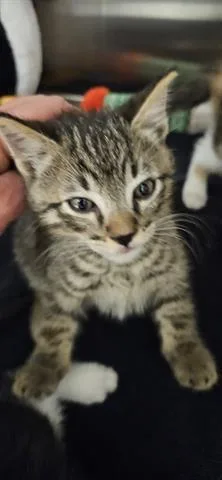 A baby small-sized male Domestic Short Hair cat named Franklin for adoption in San Martin, CA