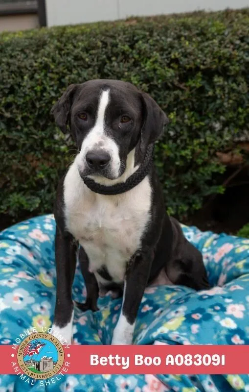 An adult medium-sized female Black Labrador Retriever dog named Betty Boo for adoption in Mobile, AL