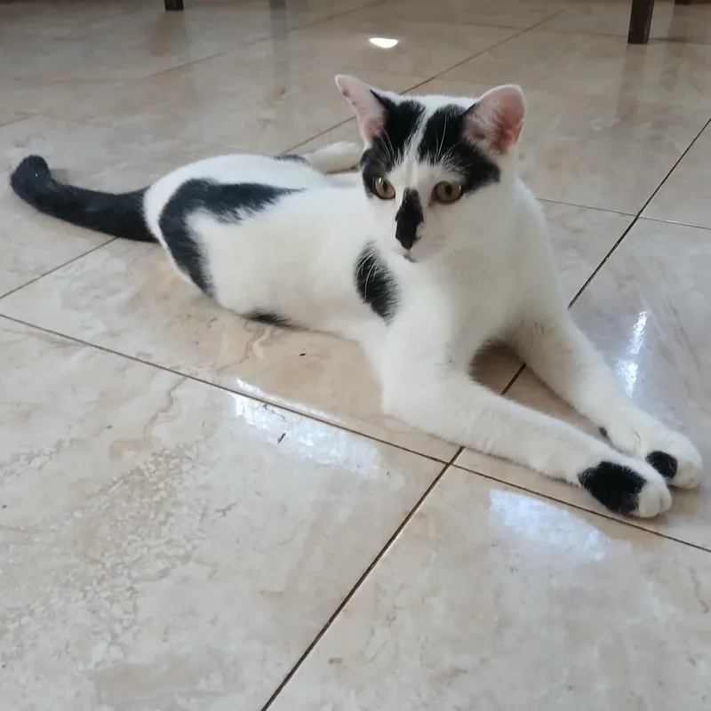 A baby small-sized male Tuxedo cat named Vincent for adoption in Miami, FL