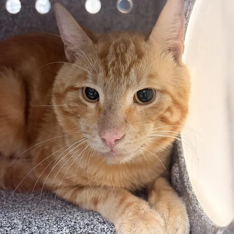 A baby medium-sized male Orange / Red Domestic Short Hair cat named Mariano TNR? for adoption in Newark, NJ