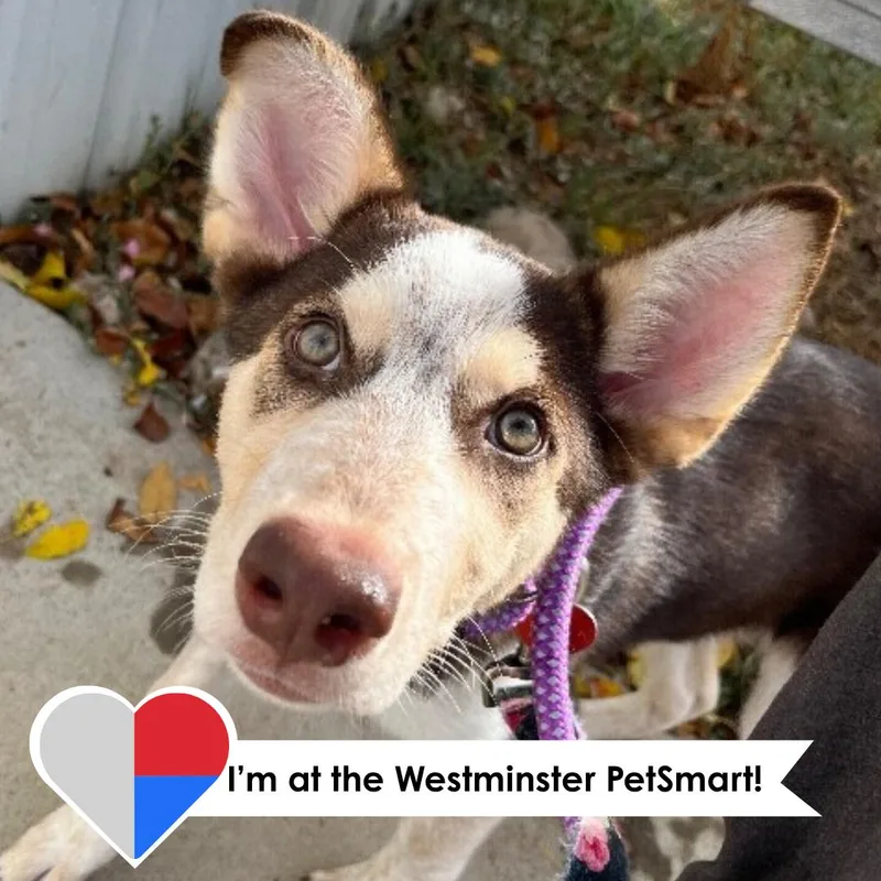 A young medium-sized male Brown / Chocolate Husky dog named Seven for adoption in Fort Collins, CO