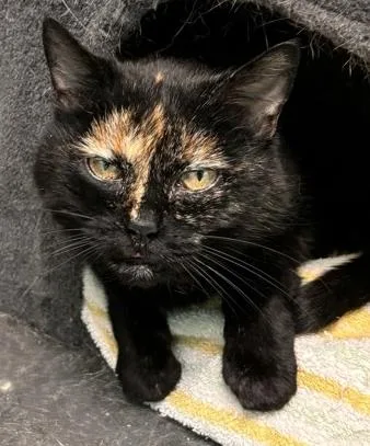 A senior small-sized female Tortoiseshell Domestic Short Hair cat named Beans for adoption in Cincinnati, OH