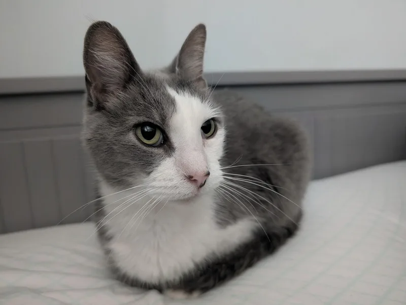A young medium-sized male Gray & White Domestic Short Hair cat named Lyle for adoption in Barrington Hills, IL