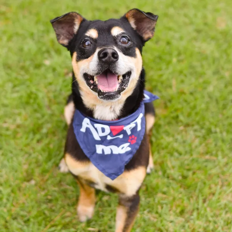 An adult medium-sized male Black Mixed Breed dog named Jimothy for adoption in Kailua Kona, HI