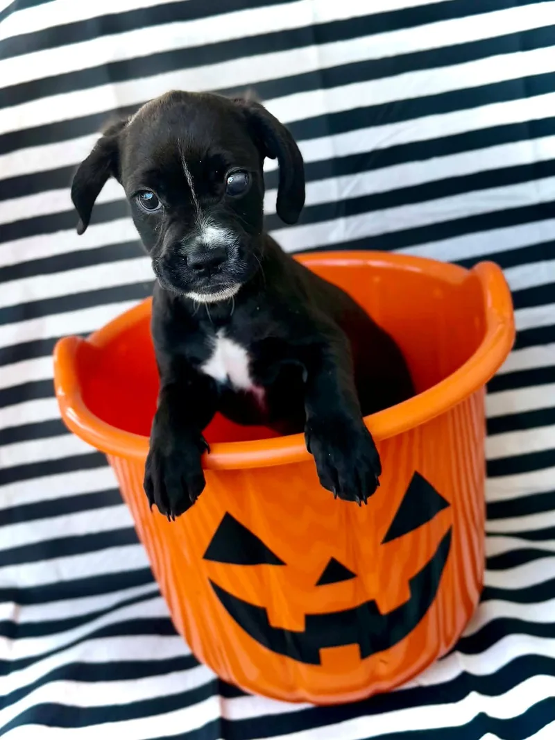 A baby small-sized male Cocker Spaniel dog named Fallon for adoption in Parma Heights, OH