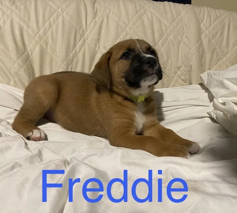 Freddie thumbnail 3