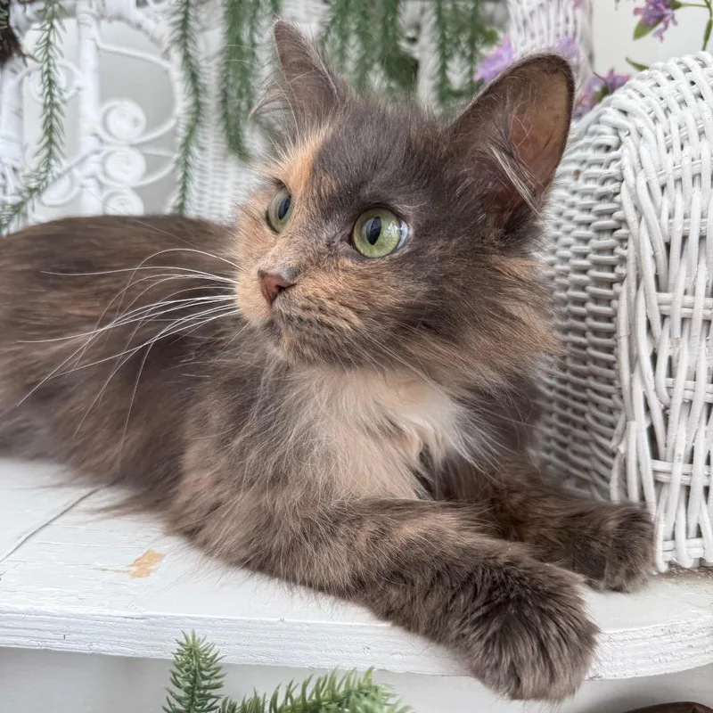 An adult medium-sized female Tortoiseshell Manx cat named Wanders for adoption in Eaton Rapids, MI