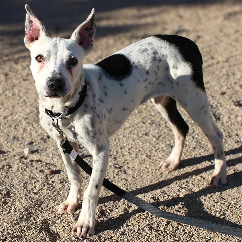 A young medium-sized male White / Cream Mixed Breed dog named Poe for adoption in Las Cruces, NM