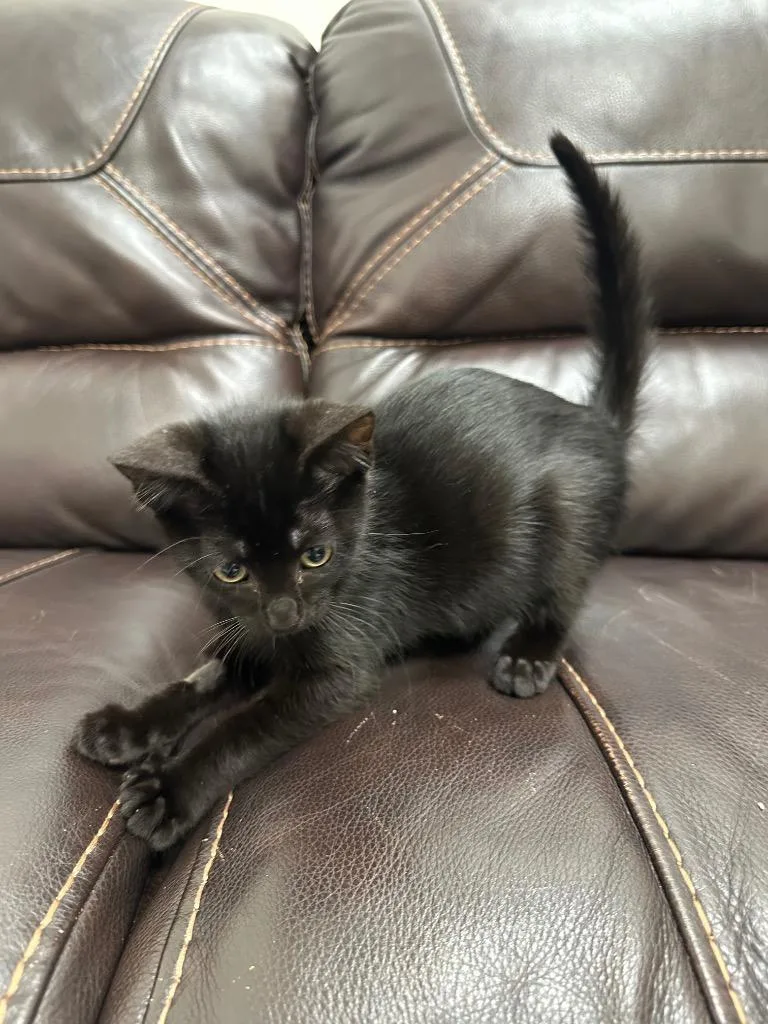 A baby small-sized male Domestic Short Hair cat named Lollipop for adoption in Newberg, OR