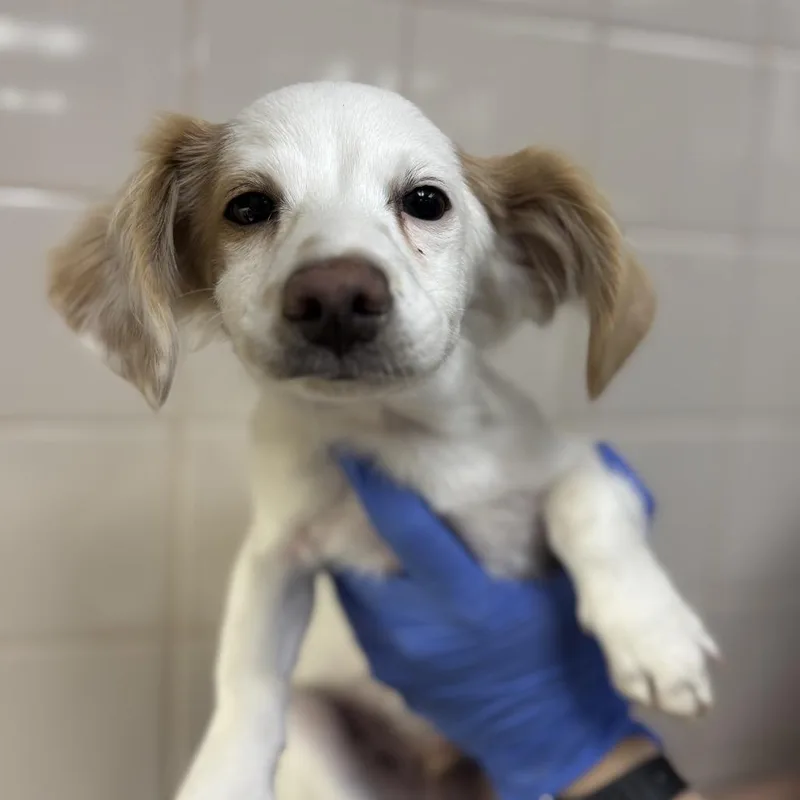 A baby small-sized male Dachshund dog named Heath for adoption in Mission Hills, CA