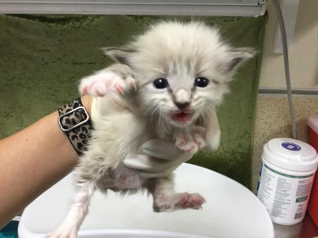 A baby small-sized female Domestic Short Hair cat named French Onion for adoption in Riverside, CA