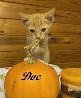 A baby medium-sized male Tabby (Orange / Red) Tabby cat named Doc for adoption in Southern Pines, NC