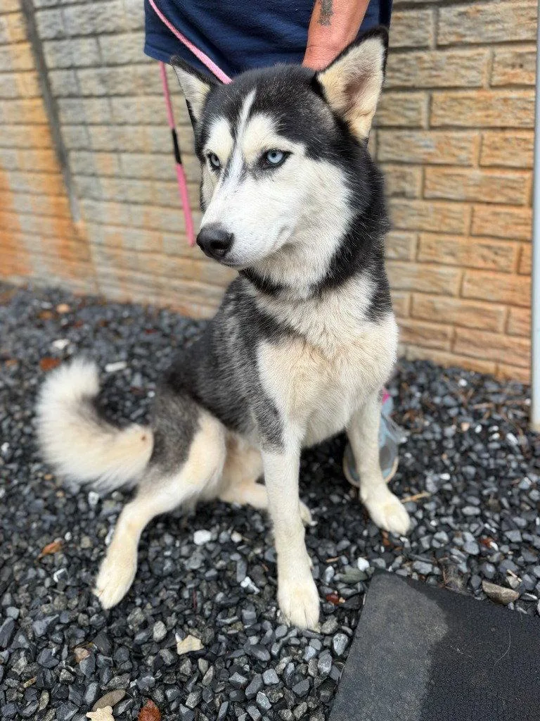 A young large-sized male Husky dog named Ranger for adoption in Lovingston, VA