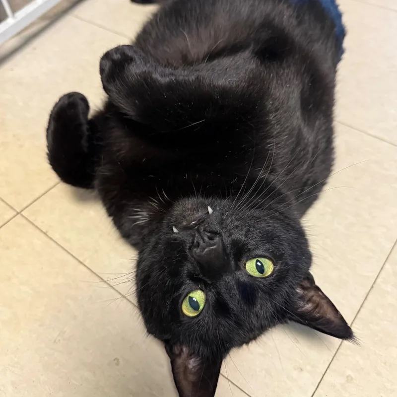 Bruce Wayne thumbnail 4