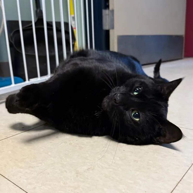 An adult extra large-sized male Domestic Short Hair cat named Bruce Wayne for adoption in Fairport, NY