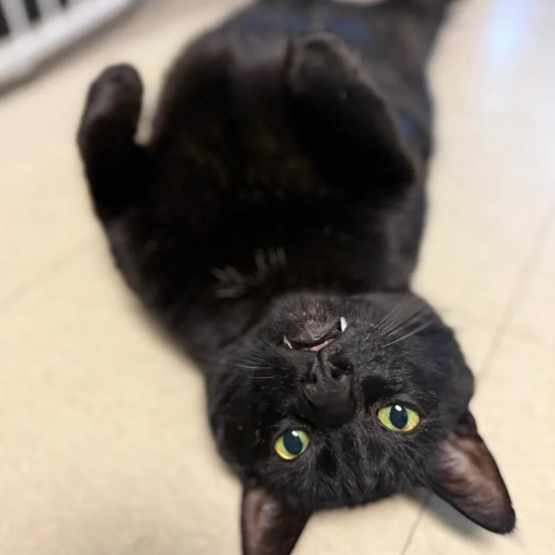 Bruce Wayne thumbnail 6