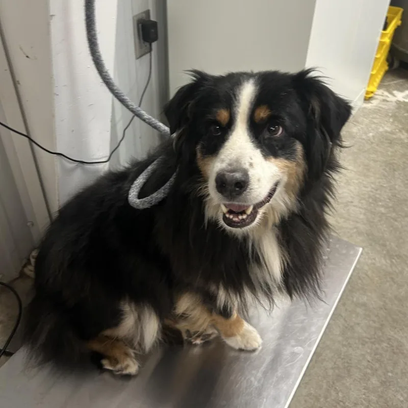 An adult medium-sized male Brown / Chocolate Australian Shepherd dog named Brows for adoption in Emporia, KS