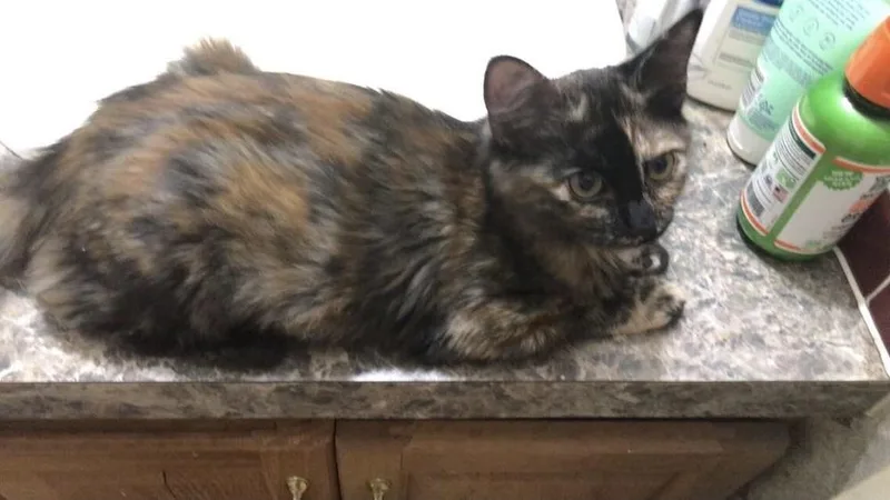 A baby small-sized female Tortoiseshell Domestic Short Hair cat named Chai for adoption in Plumerville, AR