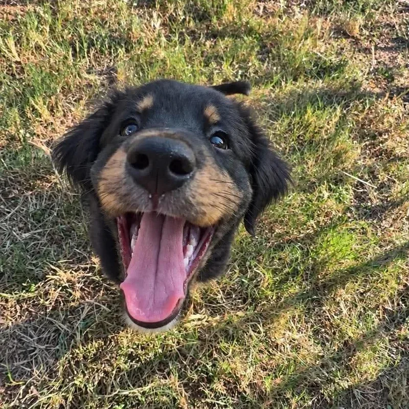 Gus