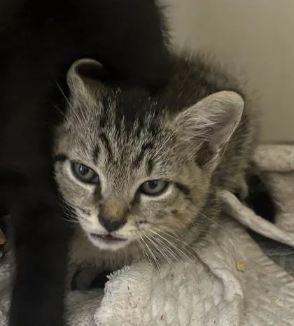 A baby small-sized male Domestic Short Hair cat named Alaric for adoption in Chamblee, GA