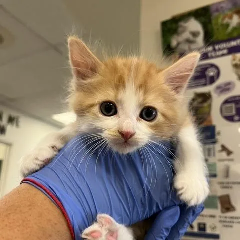 A baby small-sized male Orange / Red Domestic Long Hair cat named Chance for adoption in Los Angeles, CA