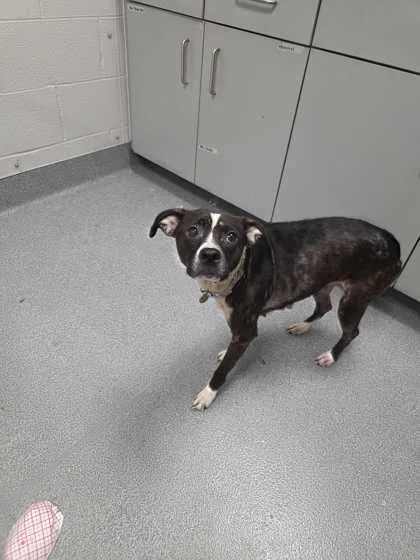 An adult medium-sized female Pit Bull Terrier dog named Sqwonk for adoption in Sevierville, TN