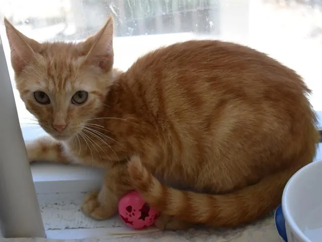 A baby small-sized male Domestic Short Hair cat named Rick for adoption in Sarasota, FL
