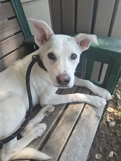 A young small-sized female Parson Russell Terrier dog named Missy for adoption in Lodi, CA
