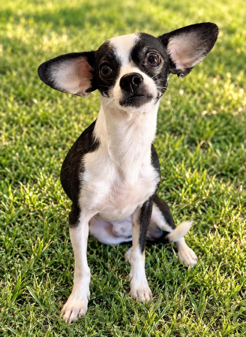 A young small-sized male Chihuahua dog named Loki for adoption in Winter Haven, FL