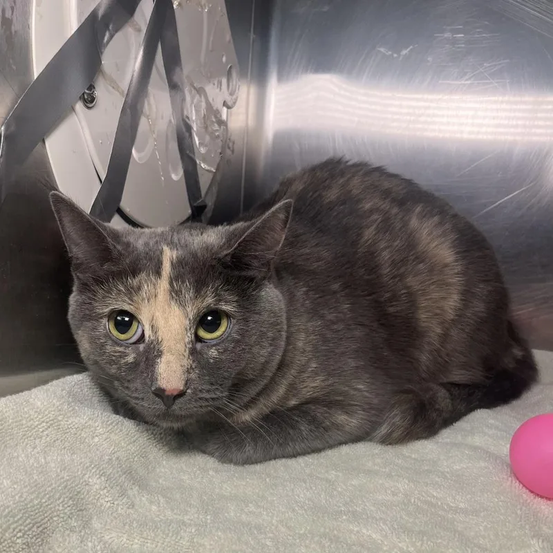 A young medium-sized female Gray / Blue / Silver Domestic Short Hair cat named Gata Luna for adoption in Palm Springs, CA