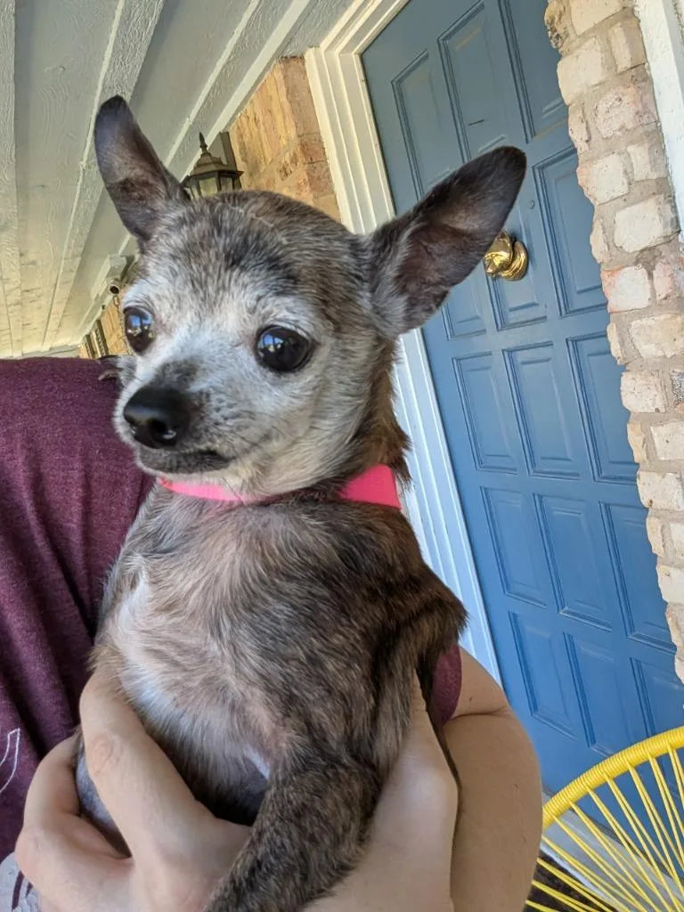 A senior small-sized male Brindle Chihuahua dog named Gerald ME for adoption in Bryan, TX