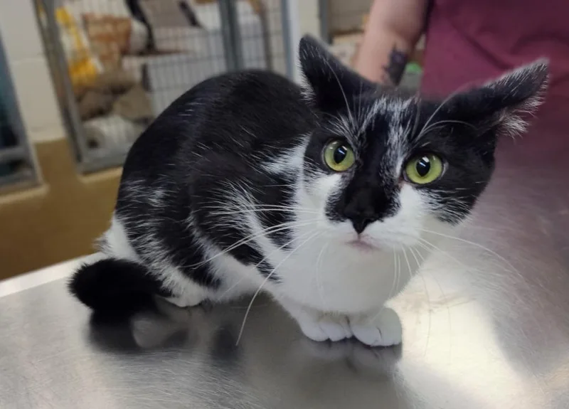 An adult small-sized female Domestic Short Hair cat named Morticia for adoption in Grand Forks, ND