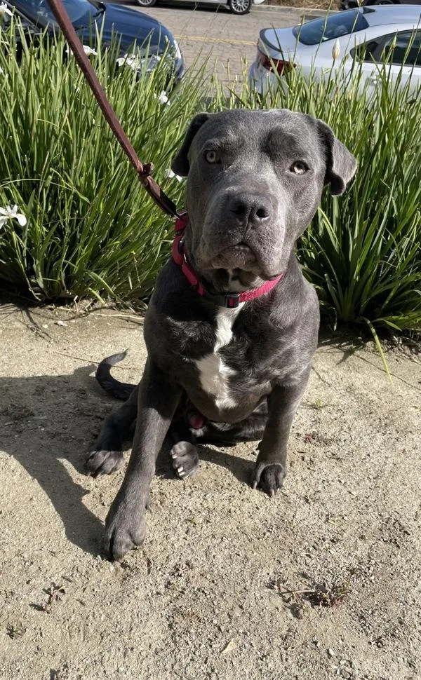 A young extra large-sized male Cane Corso dog named Moose for adoption in Oceanside, CA