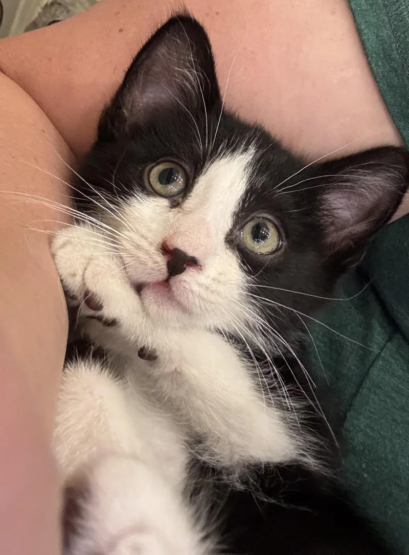 A baby medium-sized male Black & White / Tuxedo Domestic Short Hair cat named Astra for adoption in Salt Lake City, UT