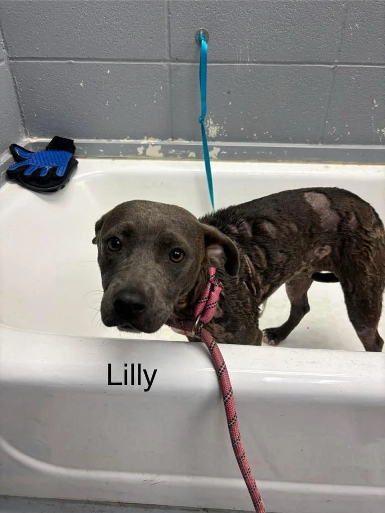 A young medium-sized female Affenpinscher dog named Lilly for adoption in Livingston, LA