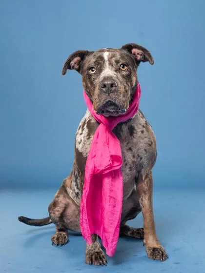 An adult large-sized female Catahoula Leopard Dog dog named TerriJo for adoption in Atlanta, GA