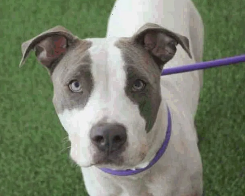 A senior large-sized female Pit Bull Terrier dog named Silver for adoption in Scottsdale, AZ