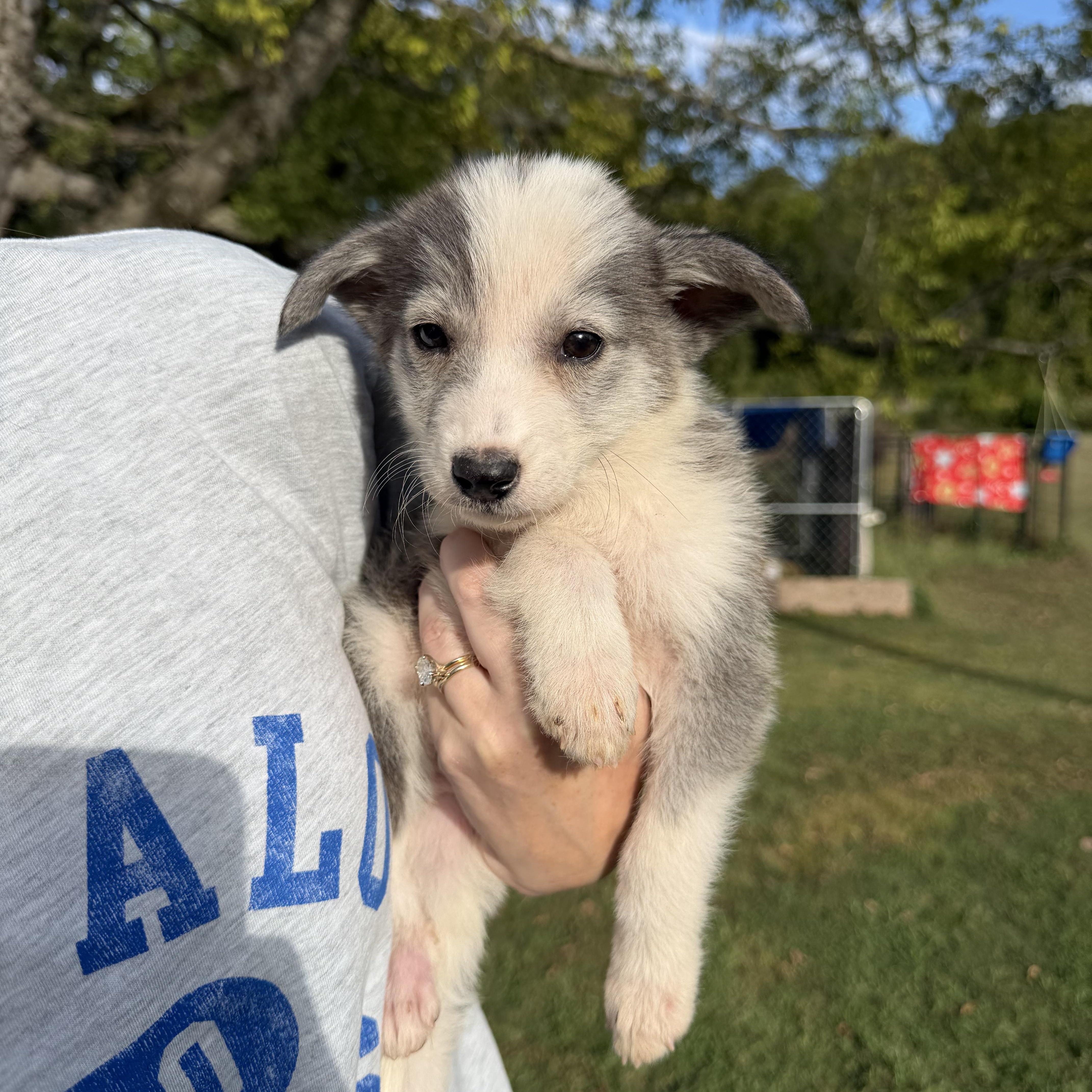 A baby medium-sized female Husky dog named Wynn for adoption in Hamilton , NJ