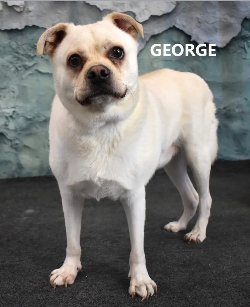 A young medium-sized male Pug dog named George for adoption in Gilbert, AZ