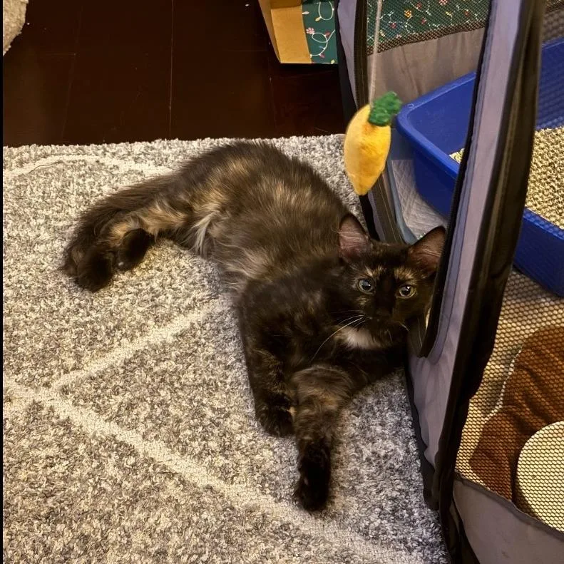 An adult medium-sized female Tortoiseshell Domestic Medium Hair cat named Smores for adoption in Brea, CA
