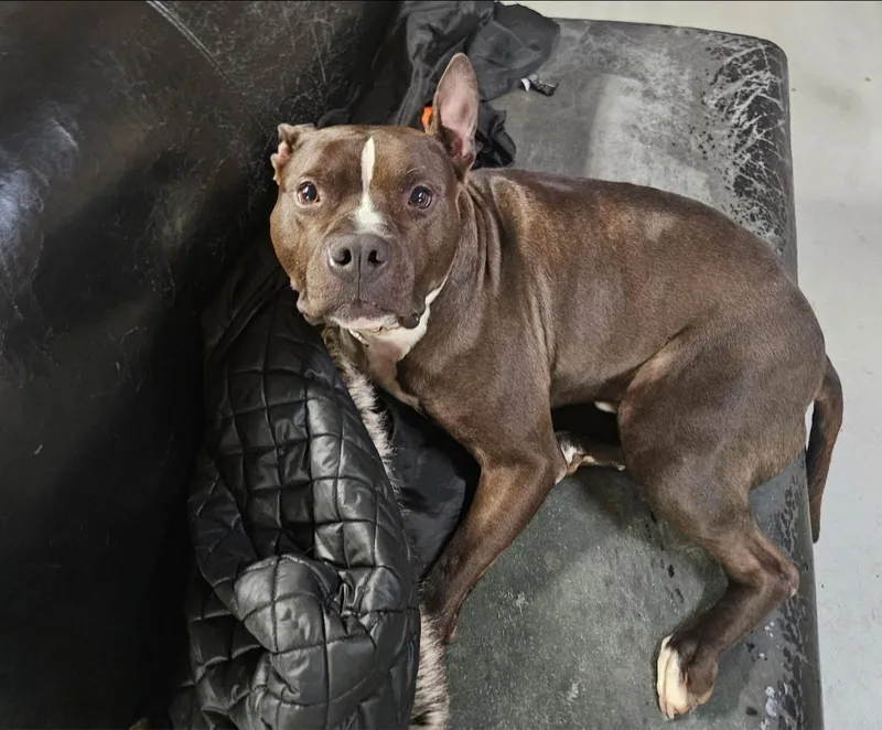 Lightning Mcqueen thumbnail 3