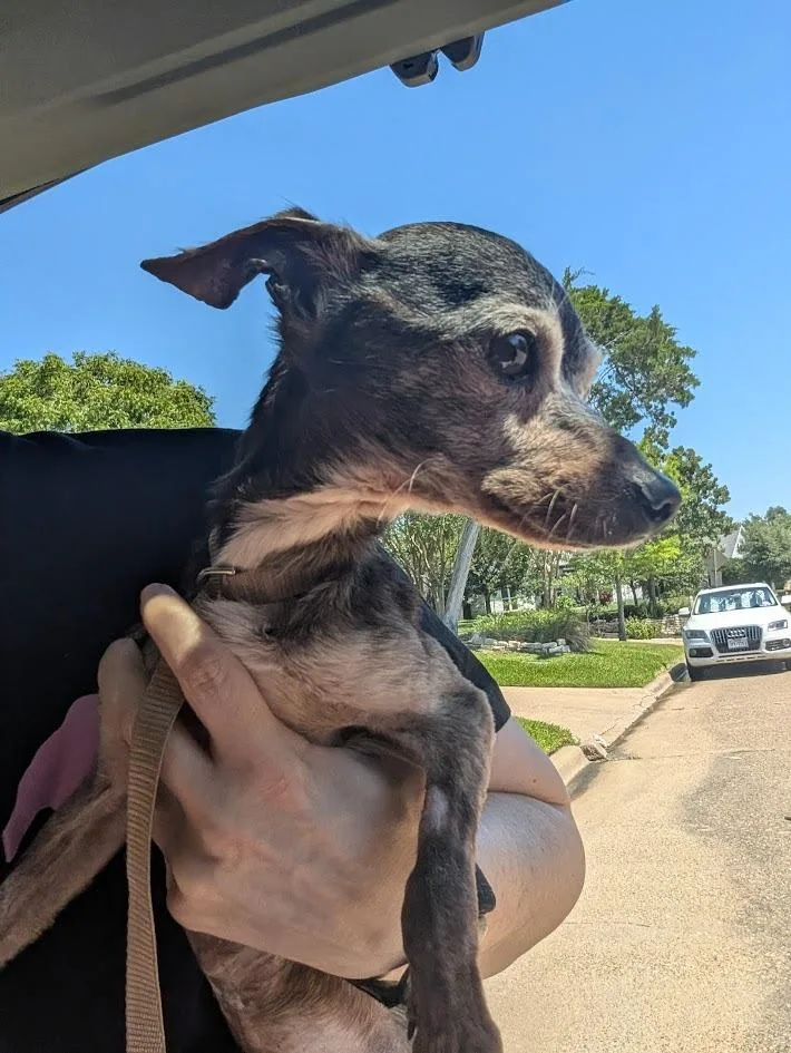 A senior small-sized male Gray / Blue / Silver Chihuahua dog named Marvin NY for adoption in Bryan, TX