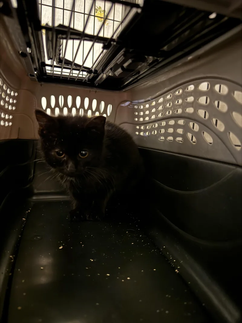 A baby small-sized male Domestic Short Hair cat named Gizmo for adoption in Springfield, MO