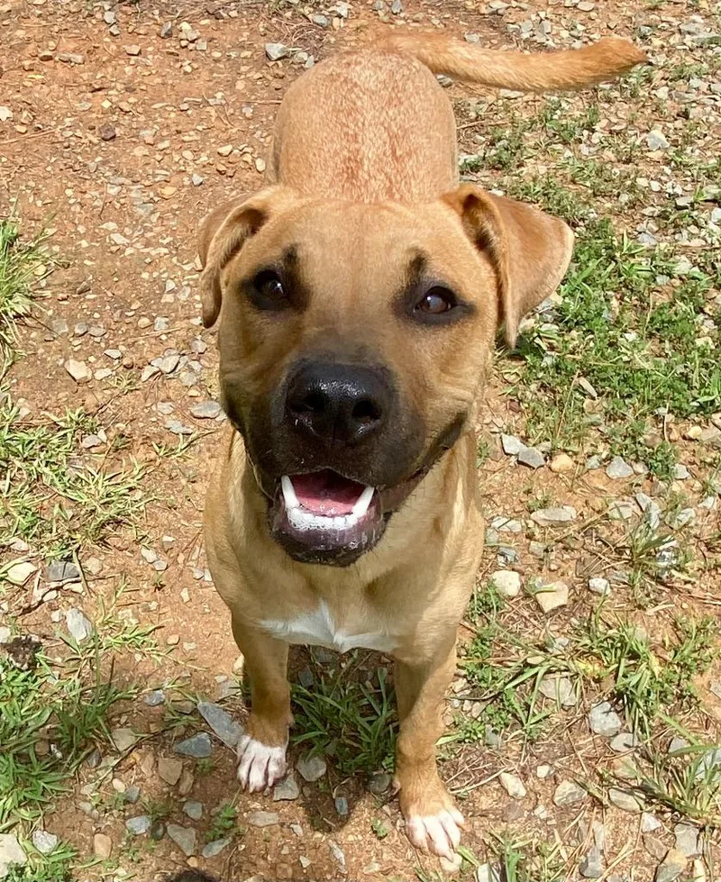 A baby medium-sized female Pit Bull Terrier dog named Brandi for adoption in Bryant, AR