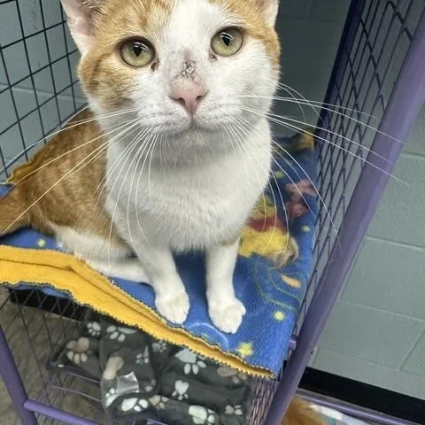 A young medium-sized male Orange & White Domestic Short Hair cat named Punky for adoption in Bryan, OH