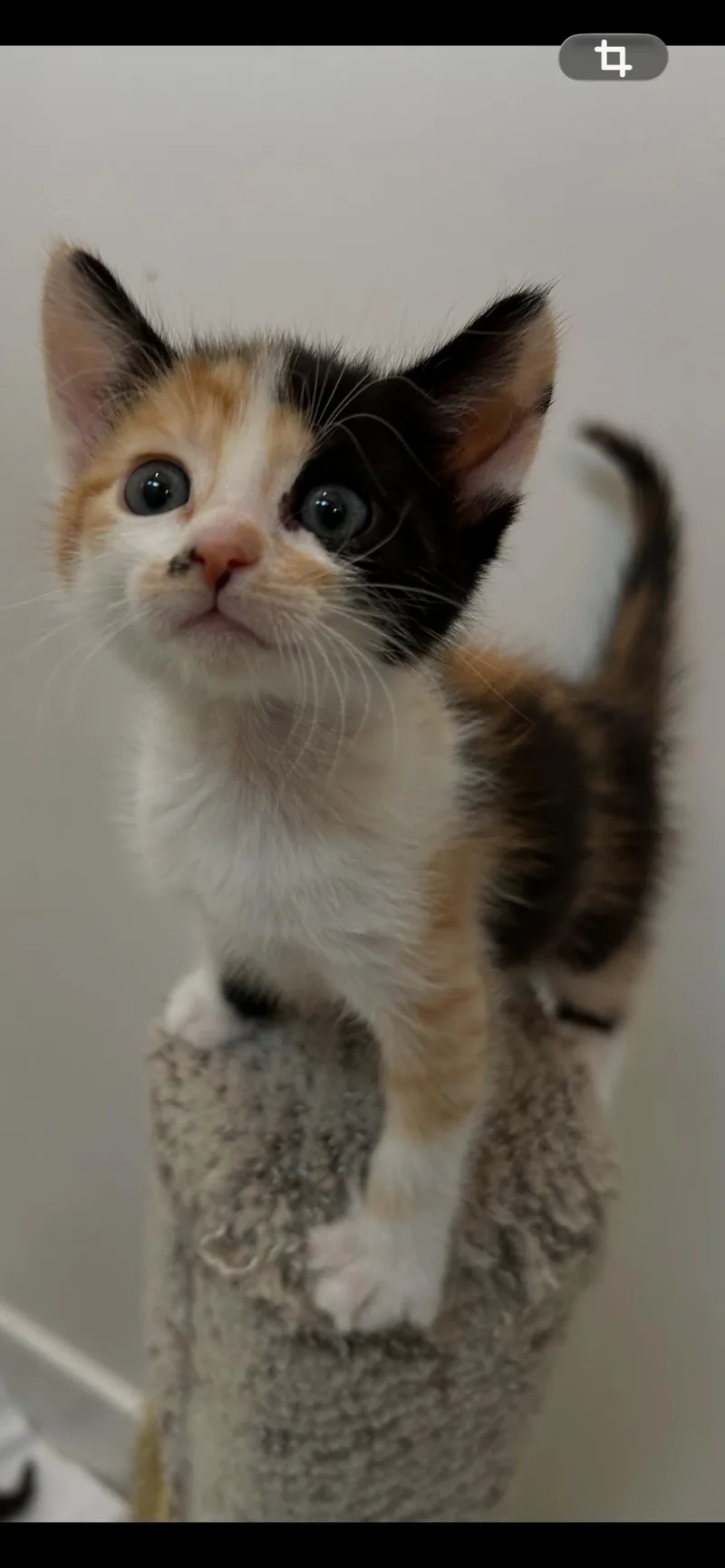 Cali