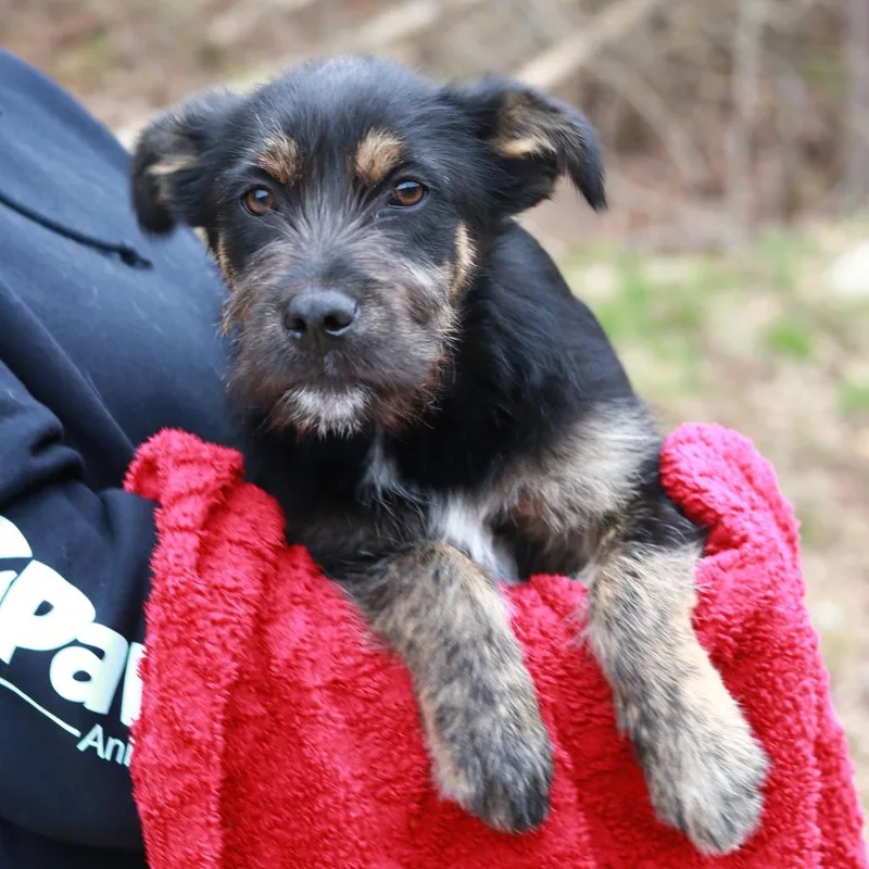 A baby medium-sized male Black Terrier dog named Ct Dunn for adoption in Eastford, CT
