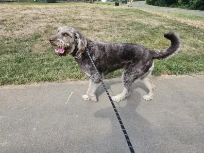 An adult extra large-sized male Mixed Breed dog named Teni for adoption in Memphis, TN